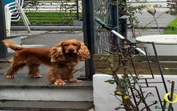 Cocker Spaniel dogs for sale: Beautiful show cocker - Advert 16