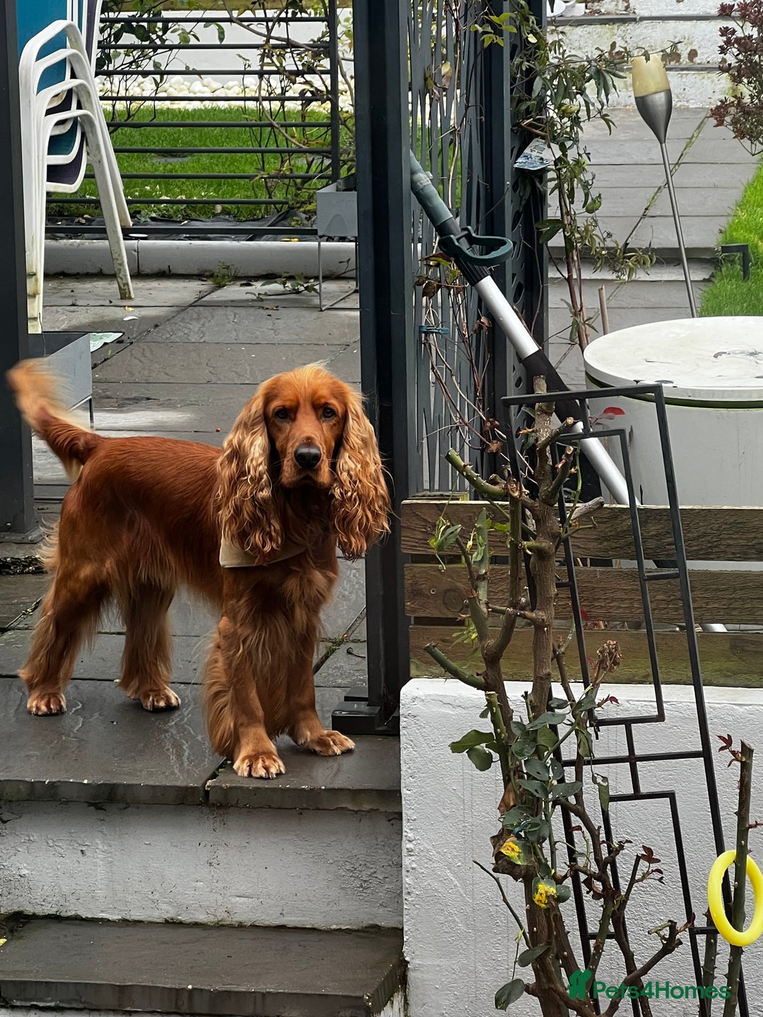 Cocker Spaniel dogs for sale: Beautiful show cocker - Advert 16