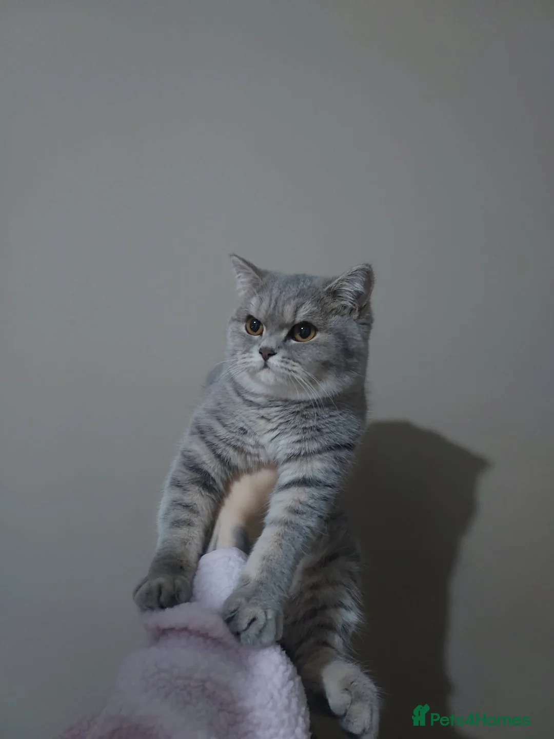 British Shorthair cats for sale: Beautiful British shorthair kitten  in Halesowen - Advert 2