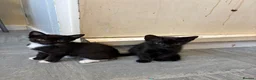 Mixed Breed cats for sale: Pls call  **   don't have time to check msg in Hinckley - Advert 3