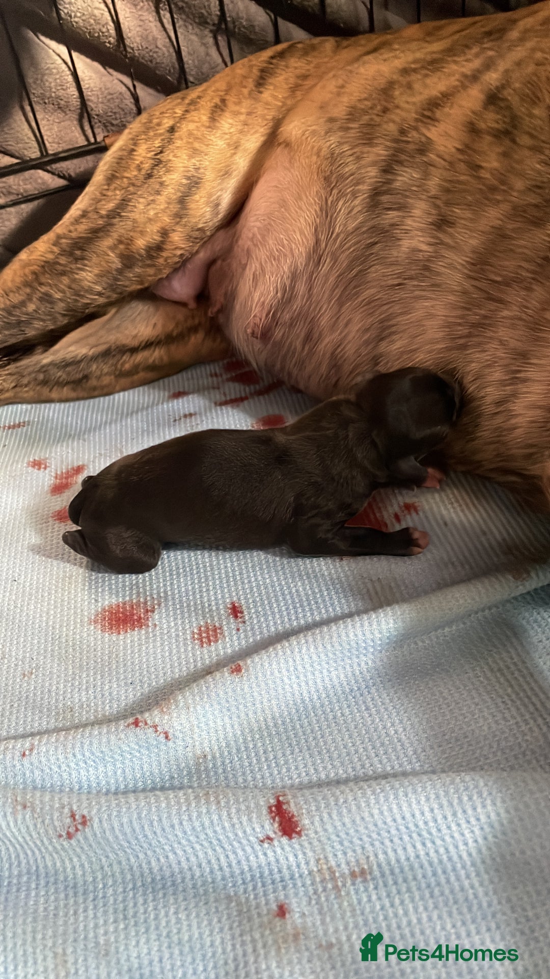 Whippet dogs for sale: Beautiful whippet puppies  - Advert 9