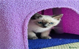 Ragdoll cats for sale: Ragdoll kitten for sale - Image 2