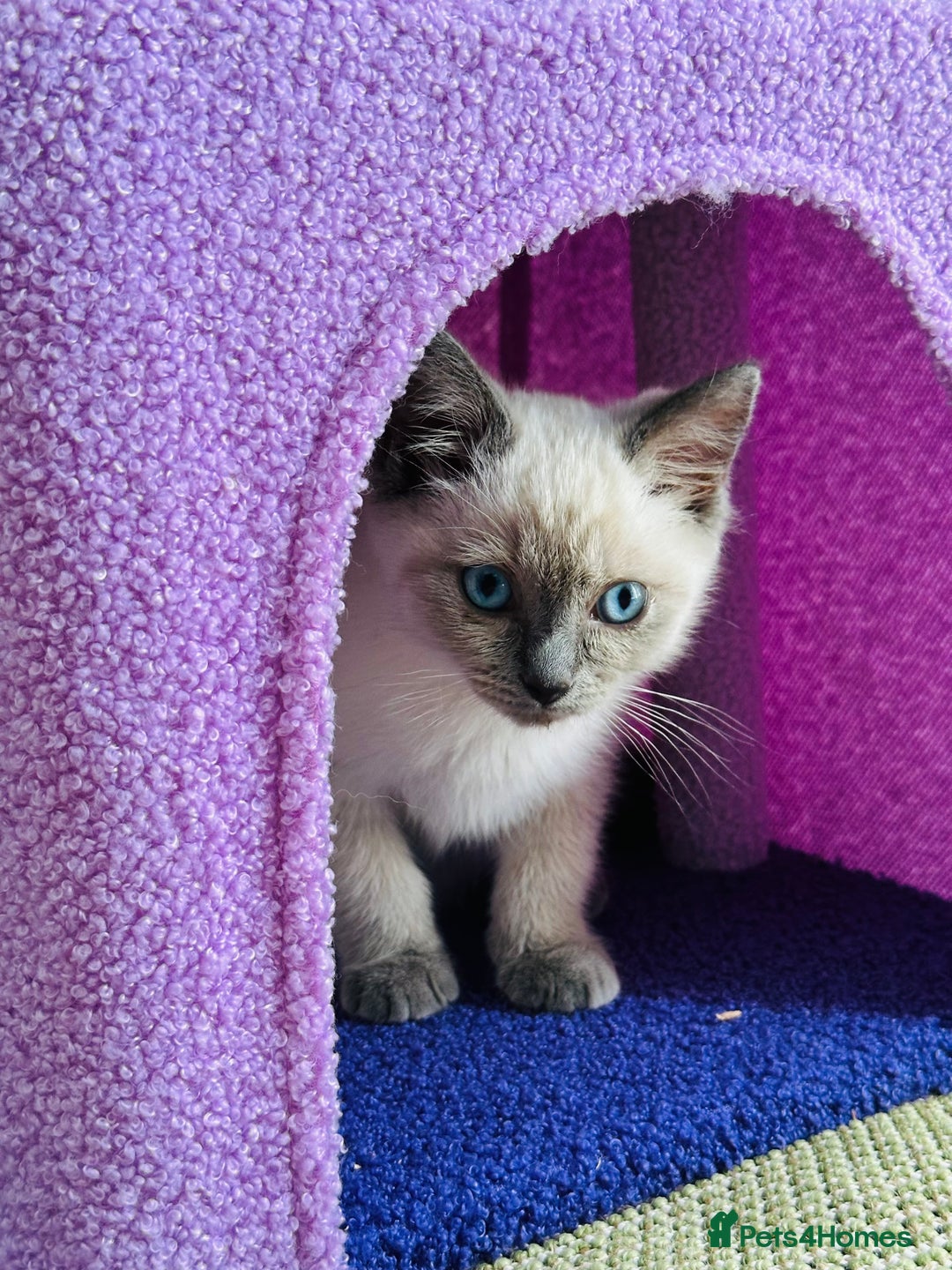 Ragdoll cats for sale: Ragdoll kitten for sale - Image 2