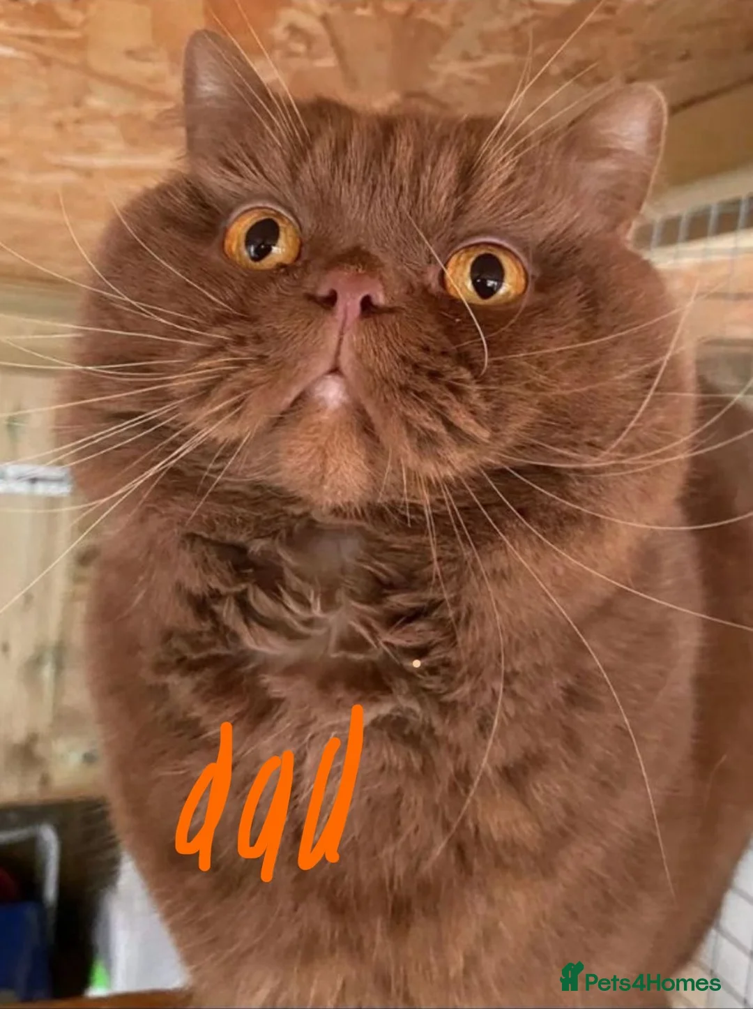 British Shorthair cats for sale: GCCF BRITISH SHORTHAIRS ALL RESERVED - Advert 20