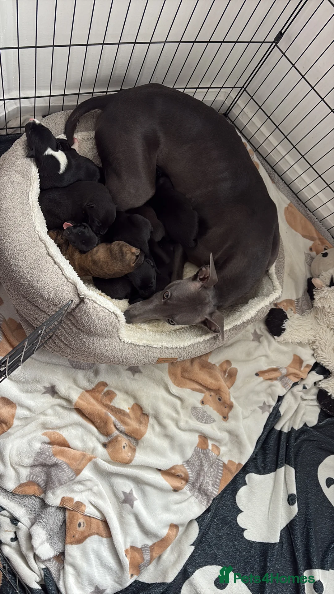 Mixed Breed dogs for sale: Beautiful whippet cross borador puppies - Advert 2
