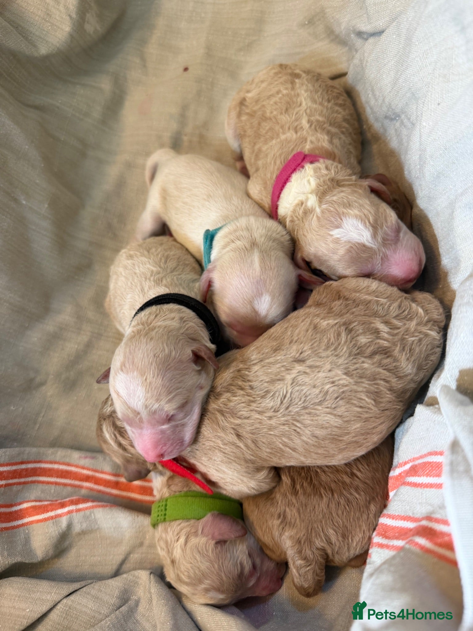 Mixed Breed dogs 🐾 Australian Double Doodle Puppies Expected 🐾 - Advert 2