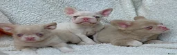 French Bulldog dogs for sale: Exceptional KC Registered French Bulldog Puppies - Advert 2