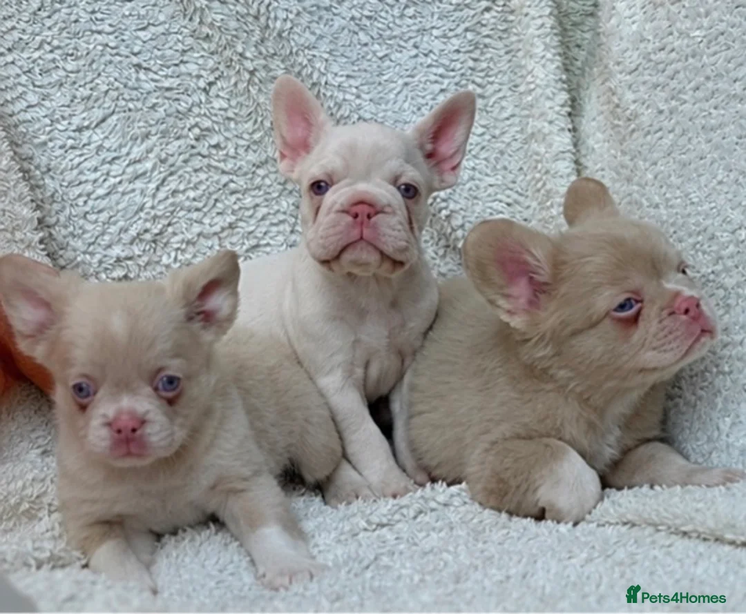 French Bulldog dogs for sale: Exceptional KC Registered French Bulldog Puppies - Advert 2