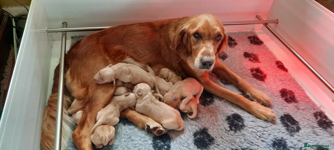 Golden Retriever dogs for sale: Golden Retriever Puppies - Image 2