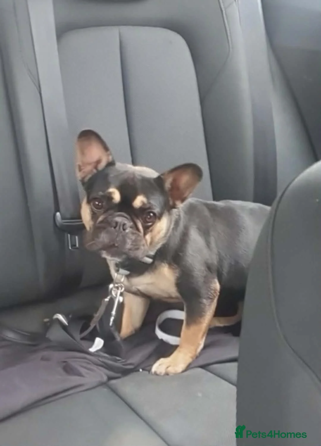 French Bulldog dogs for sale: French bulldog puppy  - Advert 3