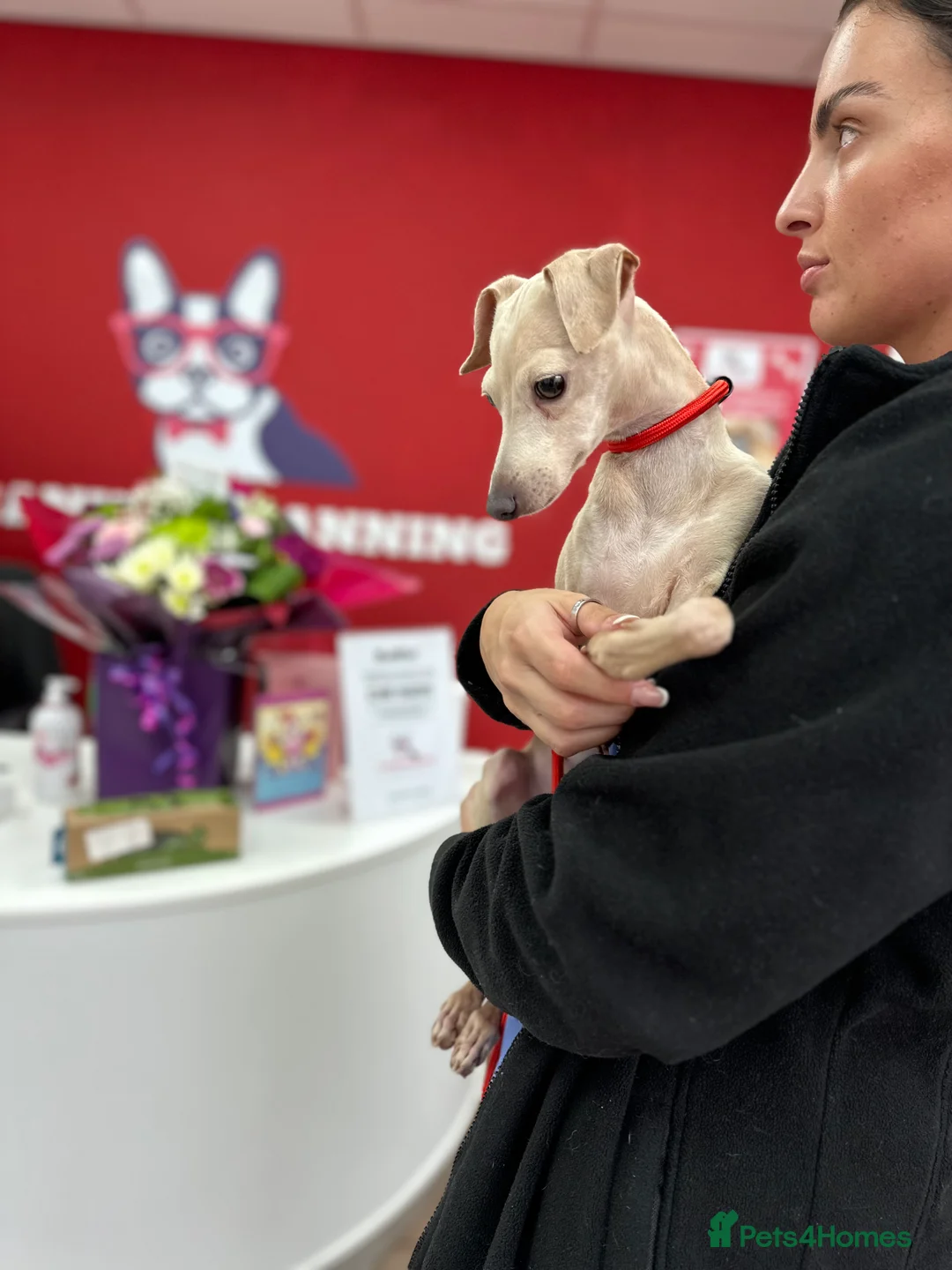 Italian Greyhound dogs for stud: MILKY 🥛 import from Spain - Italian greyhound in Southport - Advert 2