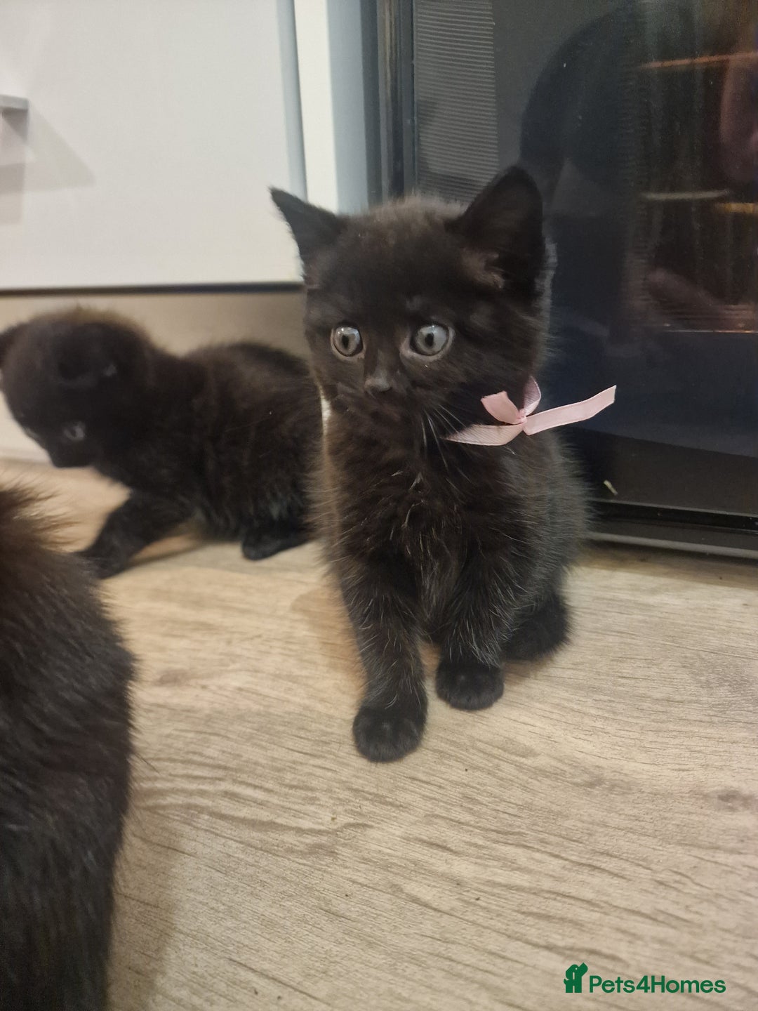 British Shorthair cats for sale: British shorthair x tabby kittens - Advert 5