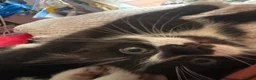 Mixed Breed cats for sale: Mixed breed kittens  - Advert 7