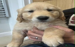 Golden Retriever dogs for sale: Beautiful Chunky KC Golden Retriever Puppies - Image 20