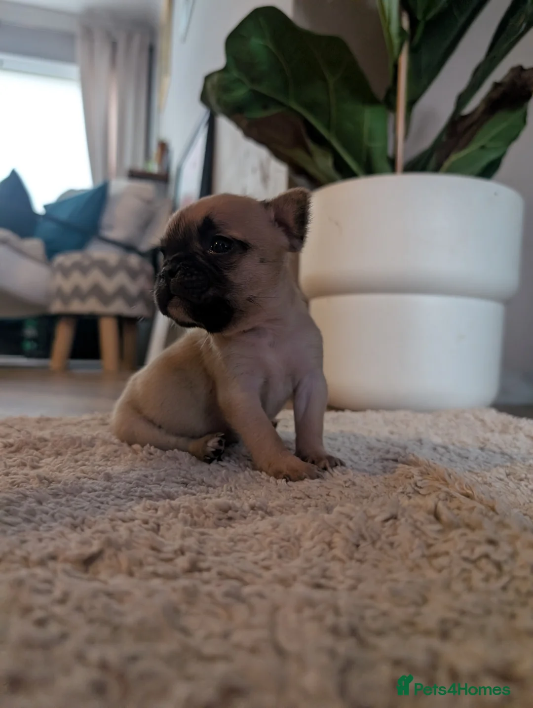 French Bulldog dogs for sale: *last one*Mixed (75%) French Bulldog Frenchie - Advert 20