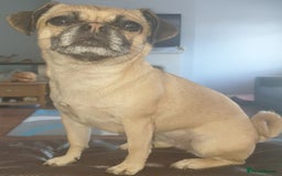 Mixed Breed dogs for sale: Lovely female chug dog  - Image 1