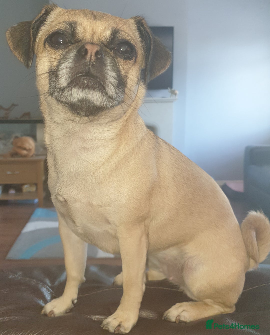 Mixed Breed dogs for sale: Lovely female chug dog  - Image 1