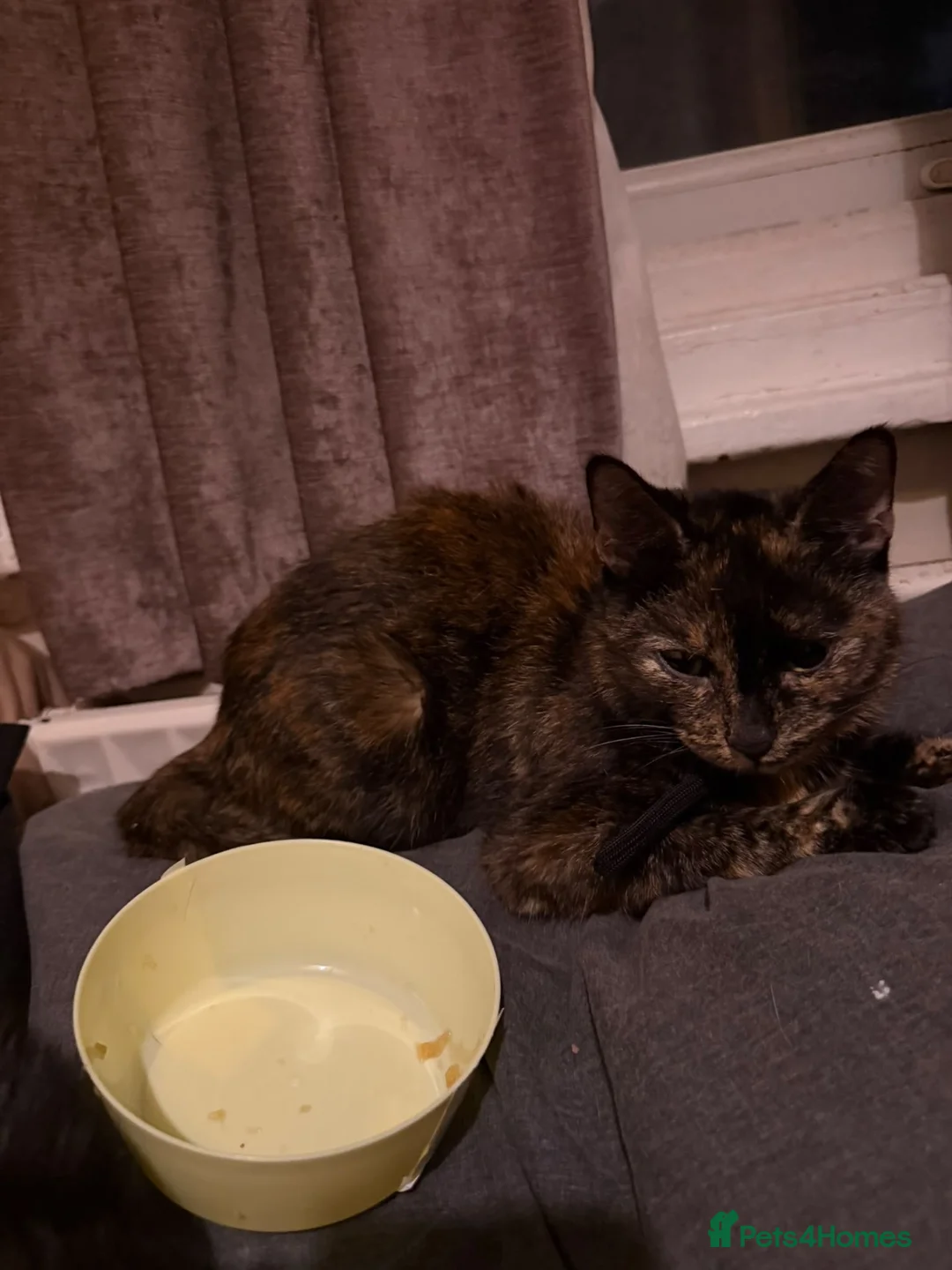 Mixed Breed cats for sale: Rescue Kittens and Cats Urgent - Advert 27