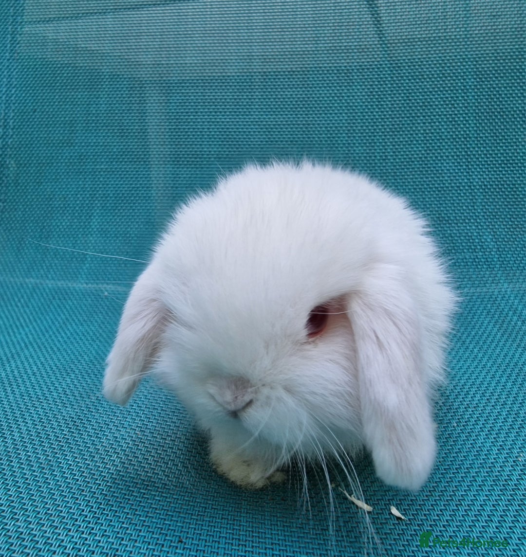 Mini Lop rabbits for sale: Mini lop babies  - Image 4