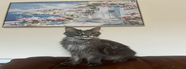 Calypso 