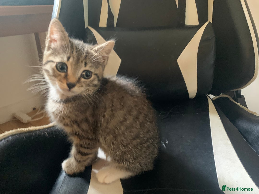 Mixed Breed cats for sale: Five Gorgeous Kittens available now ! - Image 28