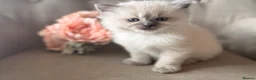 Ragdoll cats for sale: Mischievous trio of gorgeous ragdolls - Advert 23