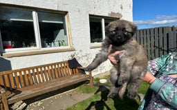 German Shepherd dogs for sale: KC Long Coats Ready To Leave Soon!  - Image 2