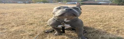 American Bully dogs for sale: 7 month Old Pocket Bully - Advert 12