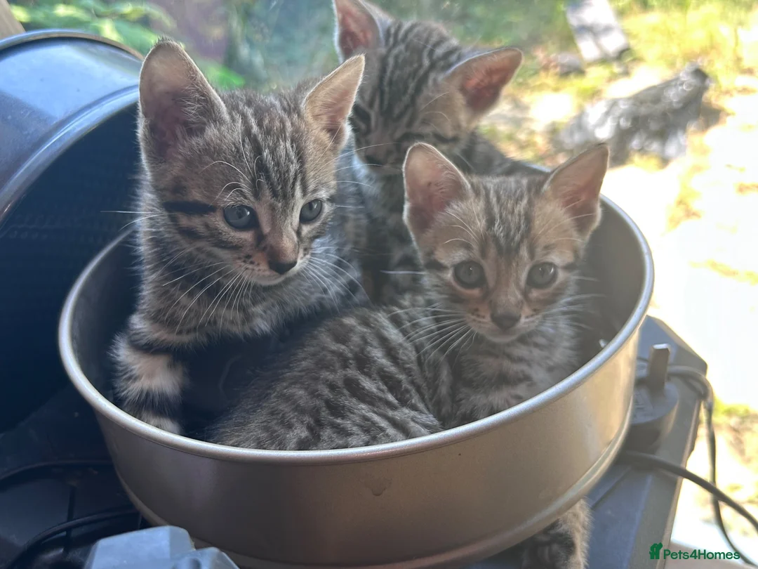 Mixed Breed cats for sale: 4 beautiful bengal cross kittens for sale  in Mablethorpe - Advert 2