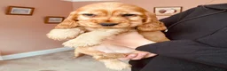 Cocker Spaniel dogs for sale: Top Quality Show cocker pups - Advert 18