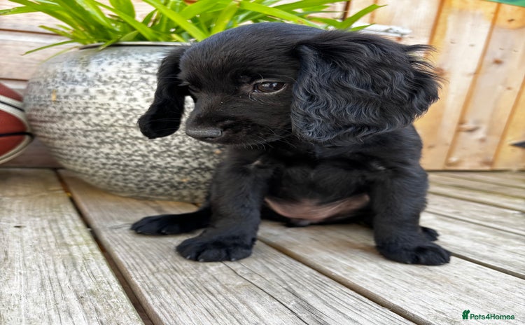 Cocker Spaniel dogs - Advert 1