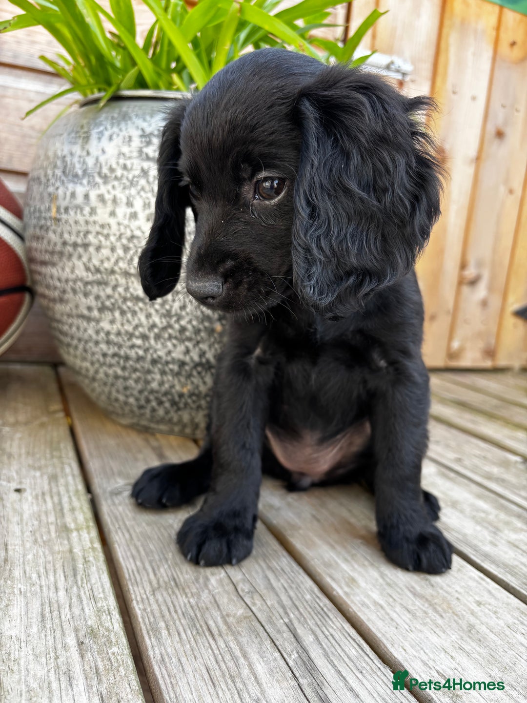 Cocker Spaniel dogs for sale: Cocker spaniel puppies  - Image 1