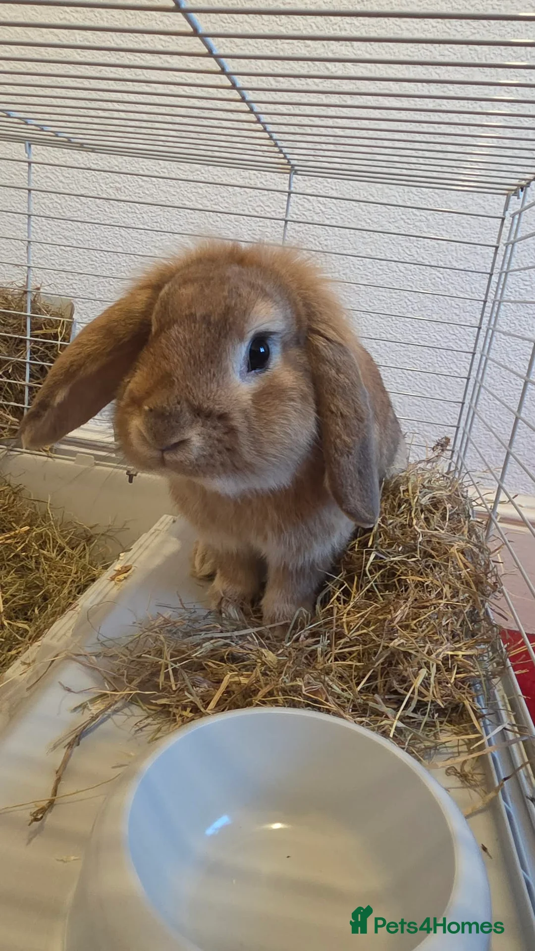 English Lop rabbits for sale: Lop bunny, named hovis - Advert 1