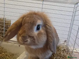 English Lop rabbits Lop unknown bunny - Advert 1