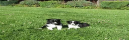 Border Collie dogs for sale: 5 Beautiful Border Collie Puppies  - Advert 32