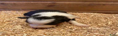 Border Collie Puppy 5