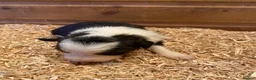 Border Collie dogs for sale: Border Collie Puppies For Sale  - Advert 5