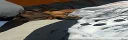 Dachshund dogs for sale: Dachshund looking for new home no fault of her own - Advert 3