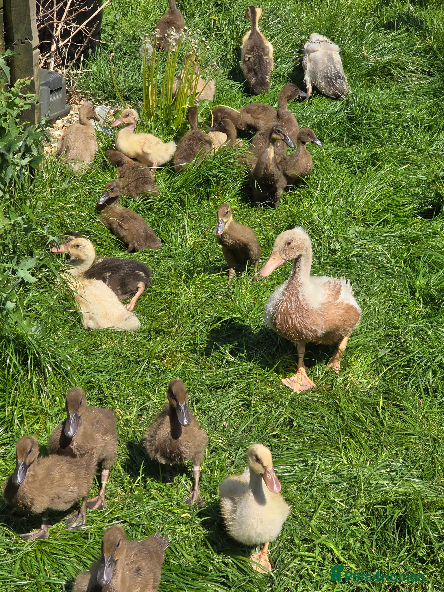 Ducks poultry Khaki Campbell & Trout Indian Runner ducklings  - Advert 14