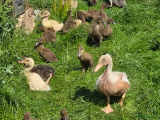 Ducks poultry Khaki Campbell & Trout Indian Runner ducklings - Advert 14