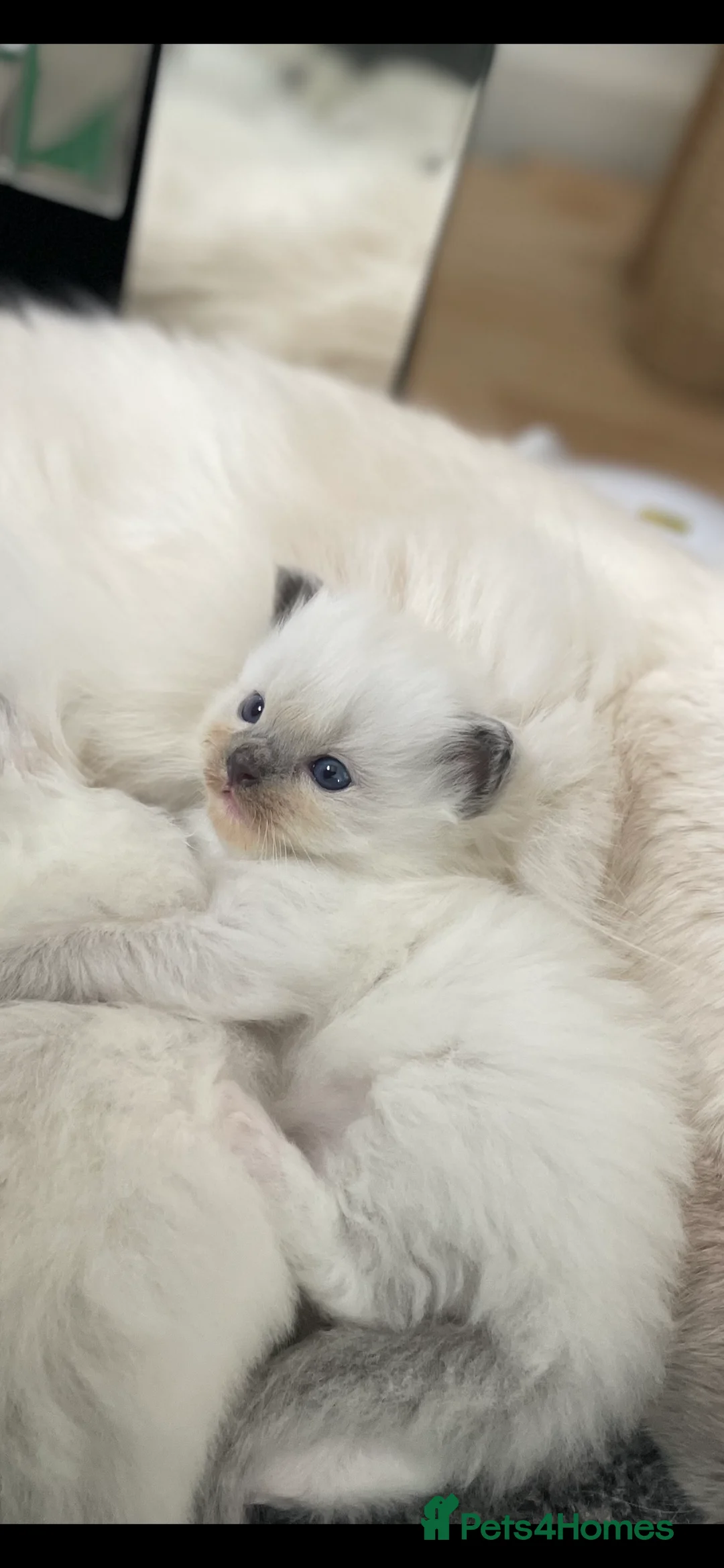 Ragdoll cats for sale: 2 female ragdolls for sale  - Advert 2