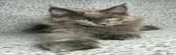Maine Coon cats for sale: GCCF Maine Coon Kittens.  - Advert 24
