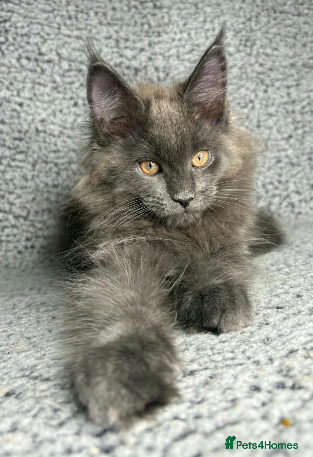 Maine Coon cats for sale: GCCF Maine Coon Kittens.  - Advert 24