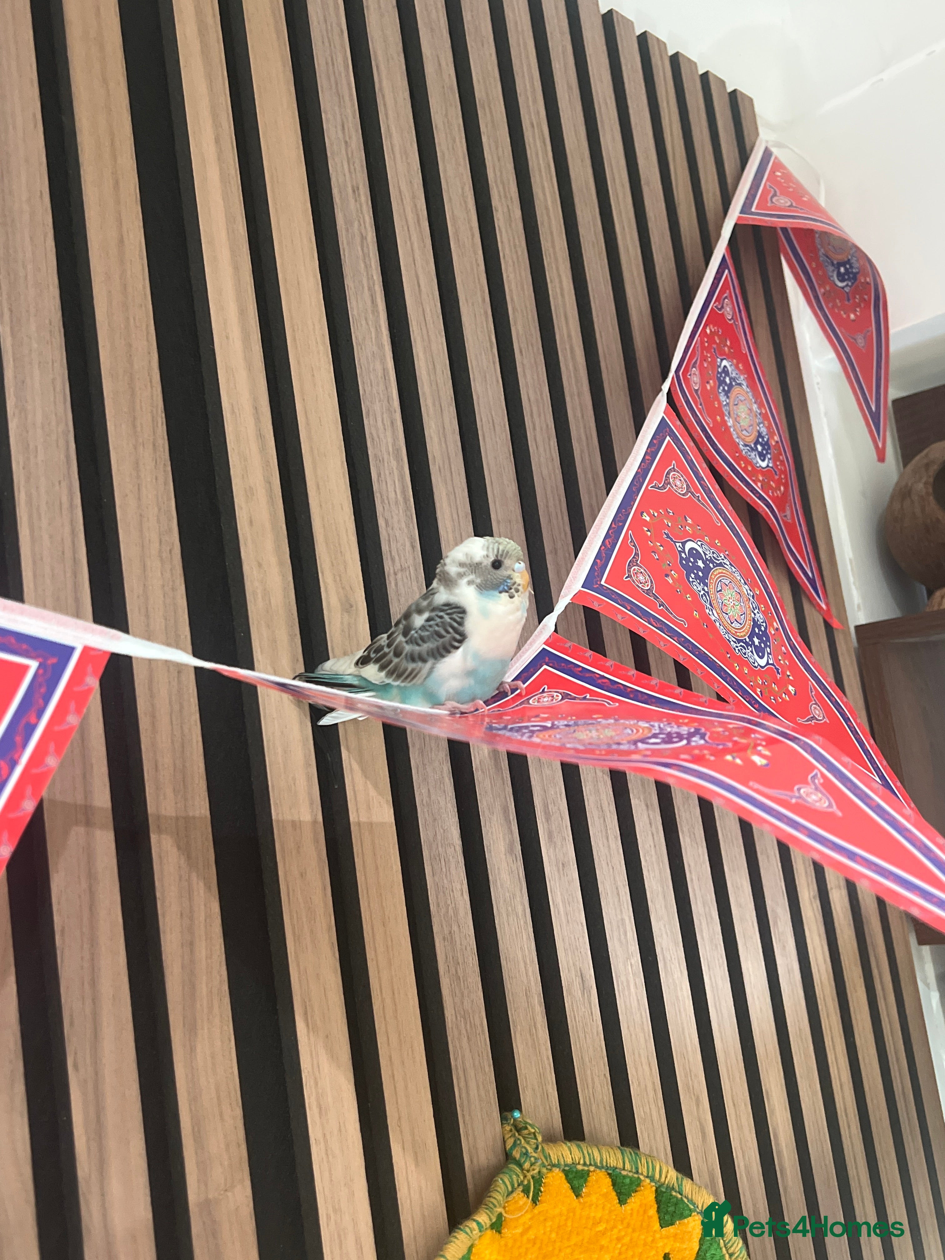 Canaries birds Canary or budgie very nice colour - Advert 1