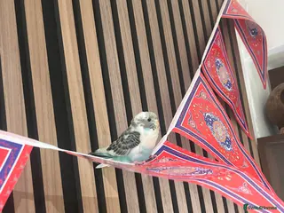 Canaries birds Canary or budgie very nice colour - Advert 1