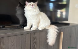 Ragdoll cats for sale: TICA DNA tested 5 Gen Pedigree  - Image 17