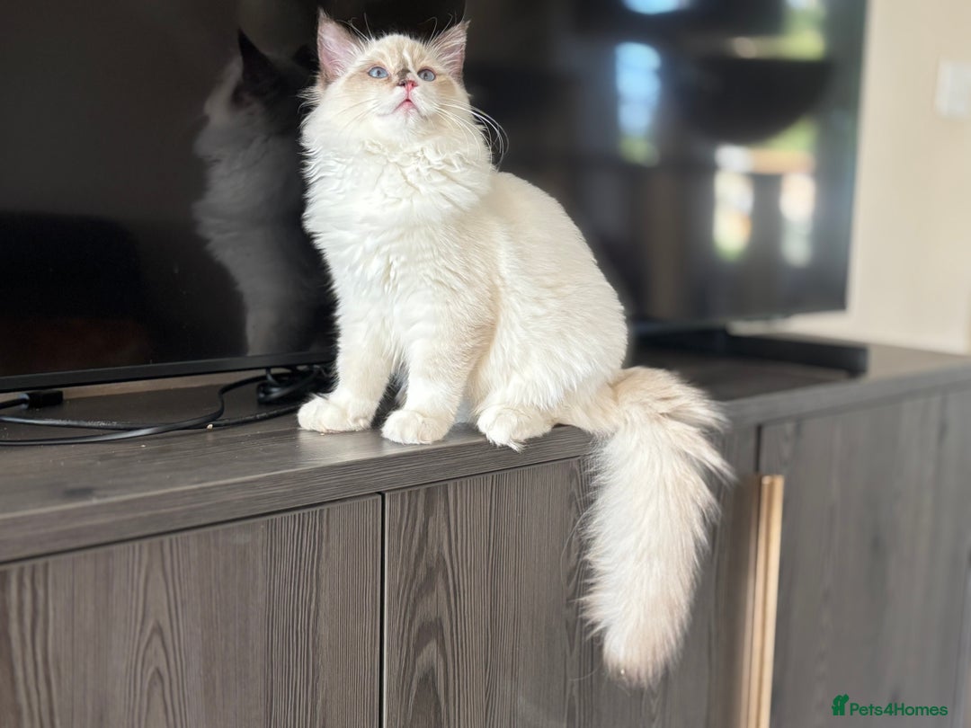 Ragdoll cats for sale: TICA DNA tested 5 Gen Pedigree  - Image 17