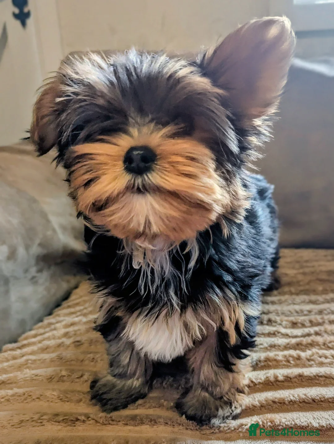 Yorkshire Terrier dogs for sale: Little bundles of joy available  - Advert 2