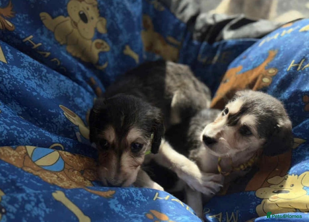 Saluki dogs for sale: KC registered saluki puppies (American bloodlines) - Image 5