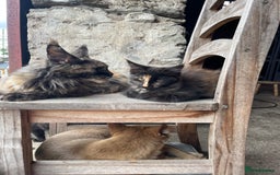 Maine Coon cats for sale: Full pedigree MaineCoon kittens  - Image 27
